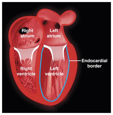 what is heart lv function